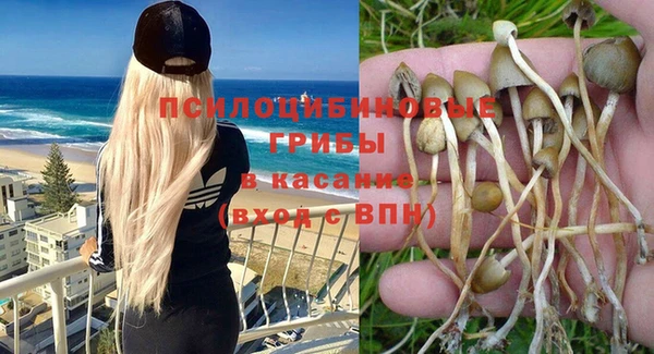 стаф Новокубанск