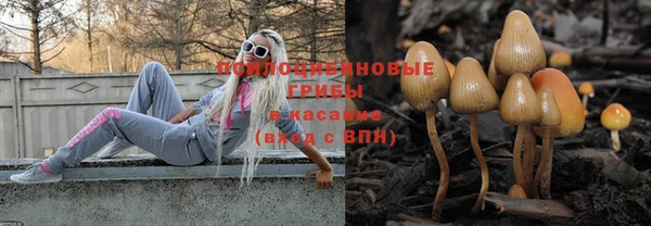 стаф Новокубанск